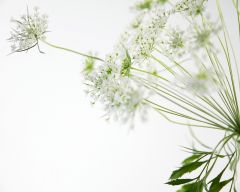 Tapeta Nature Flowers 640.jpg